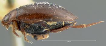 Media type: image;   Entomology 5991 Aspect: habitus lateral view